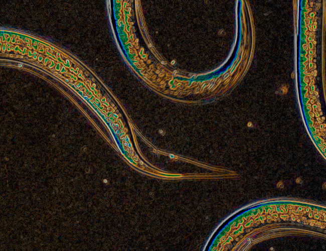 Nemátodos visto desde un microscopio