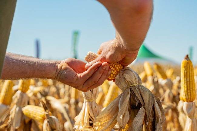 Agroeste en Encuentro Tecnológico de Maíz