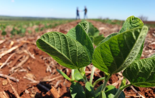 Sequía en el cultivo de soja: ¿Cómo enfrentarla con innovación?
