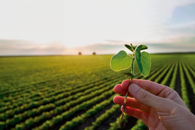 Cuándo debo cambiar de variedad de soja