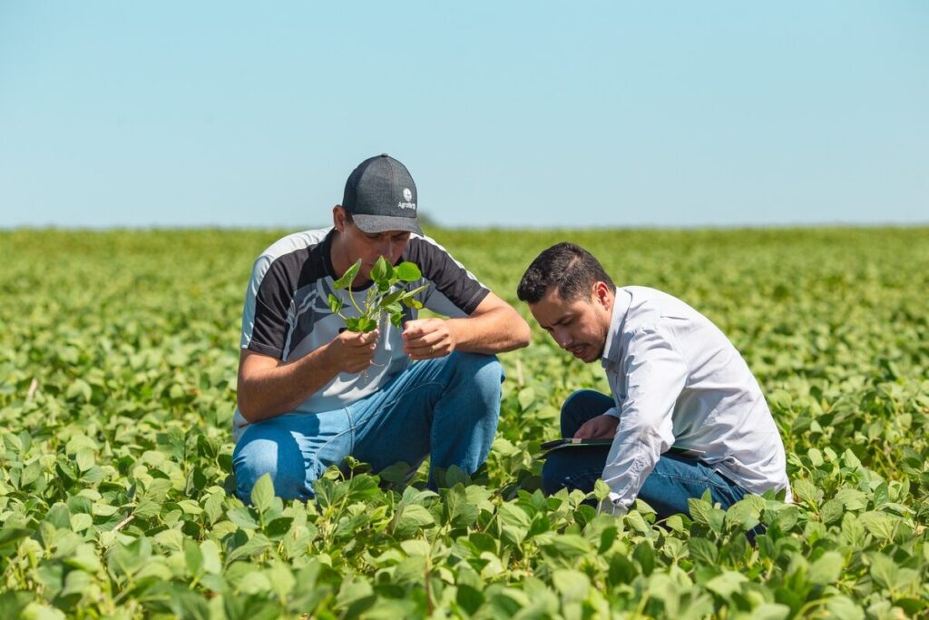 Monitoreo de enfermedades en soja: inspección en campo
