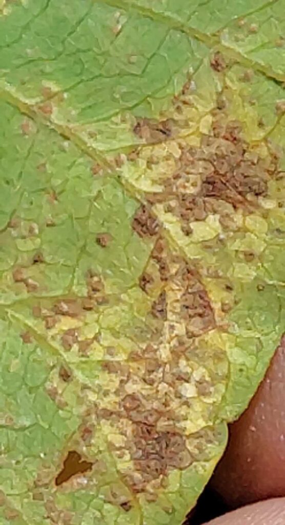 Una hoja enferma de la soja