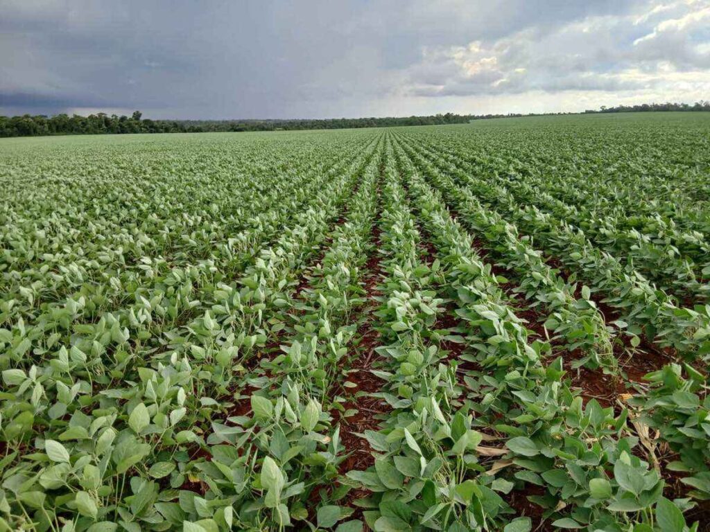 Enfermedades en la soja: cultivo con 50 días de desarrollo mostrando síntomas tempranos