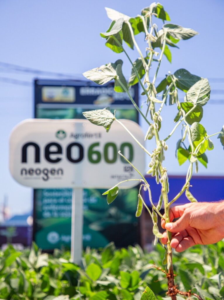 Híbrido AS 1988 PRO4 de maíz Agroeste con tecnología VTPRO4 presentado en Agrodinámica 2025