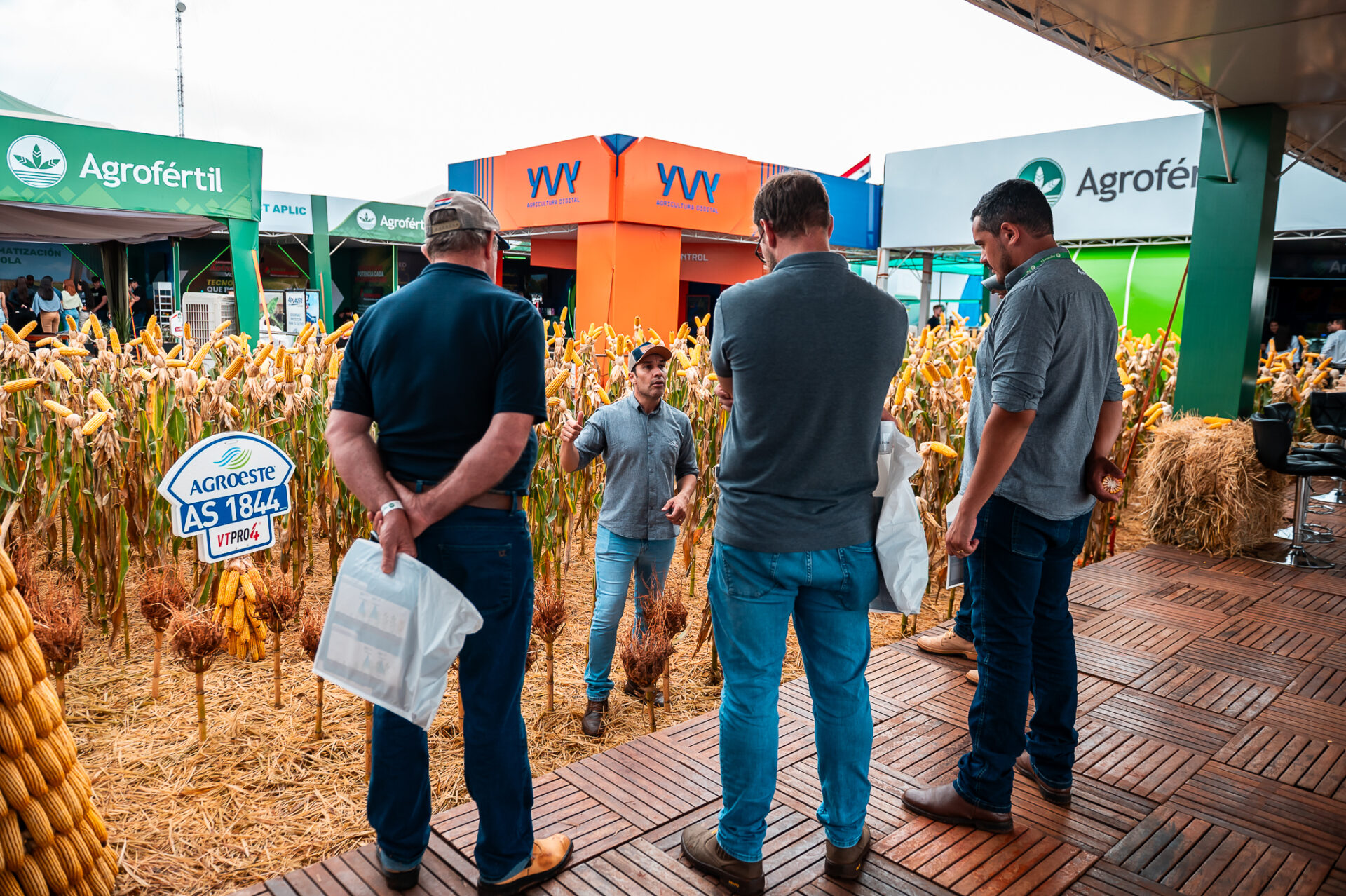 Portafolio de híbridos de maíz Agroeste Innovar 2026